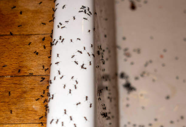 Best Mosquito Control Services  in Eyota, MN